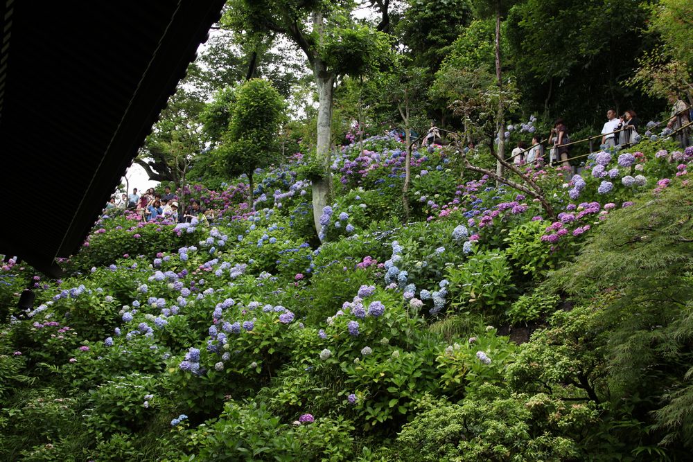 敬蔵から見上げる紫陽花（長谷寺）