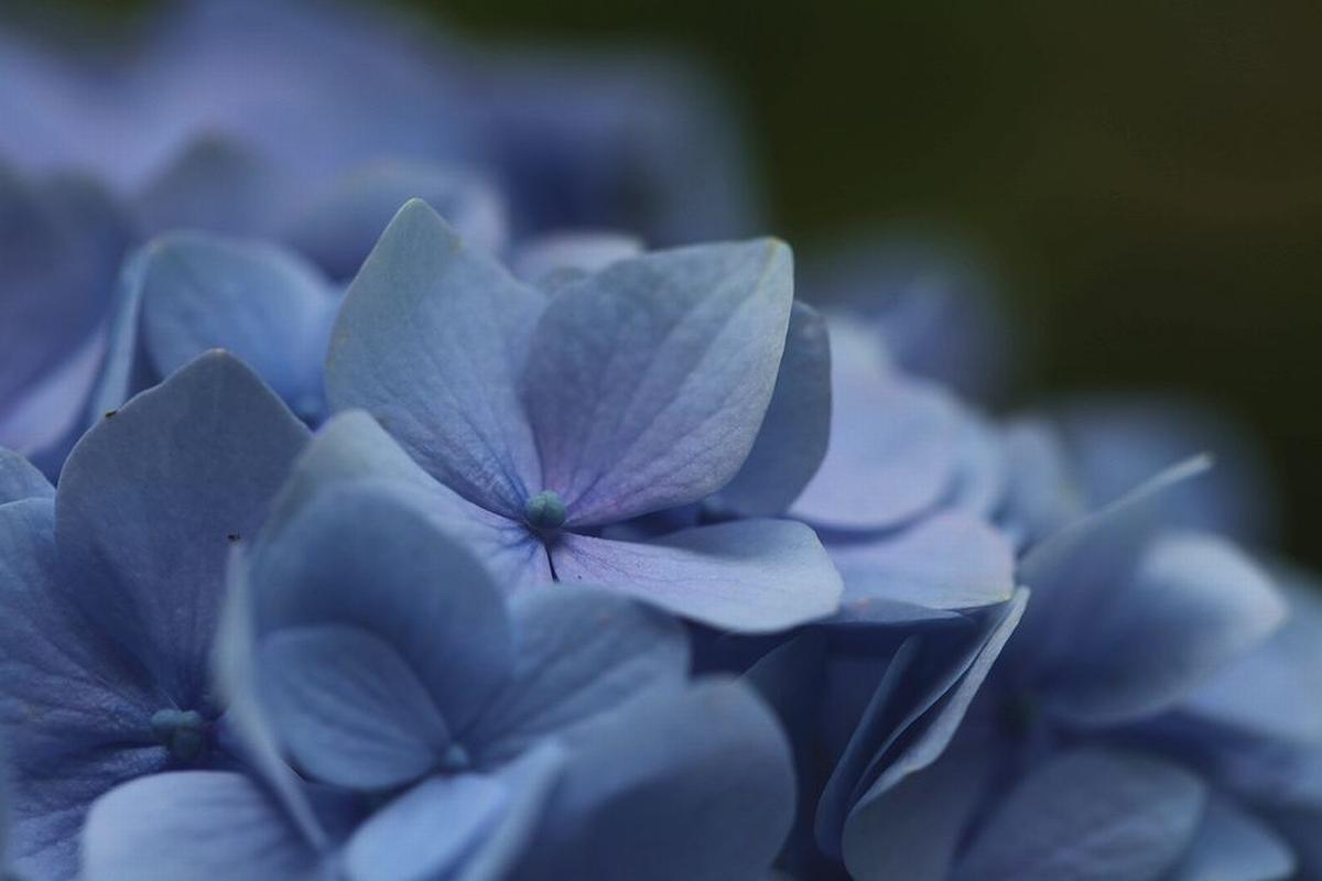 紫陽花（明月院ブルー）