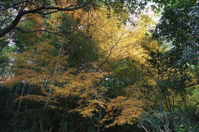竹林の小径に見る紅葉（京都）