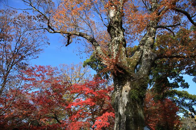 樹齢600年以上の大欅の木（京都・北野天満宮）