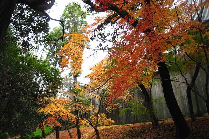 北野天満宮の紅葉（京都）