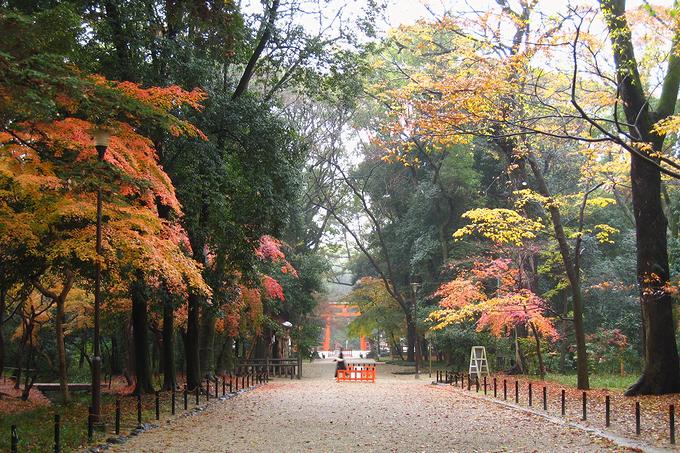 下鴨神社の参道を彩る紅葉（京都）
