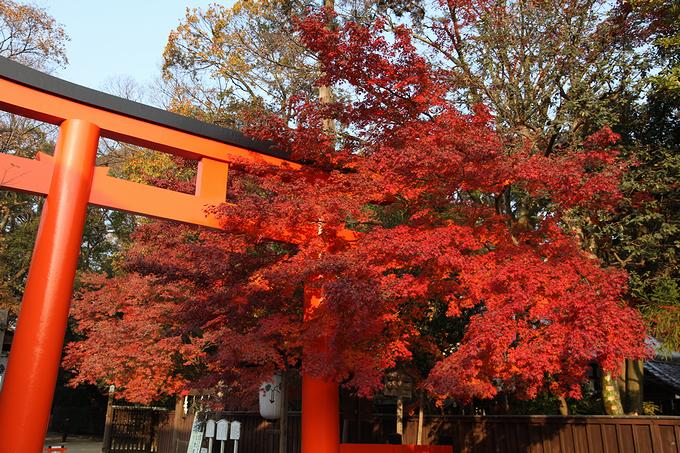 下鴨神社の鳥居を囲む紅葉（京都）