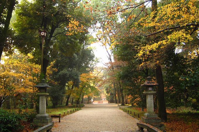 糺の森に広がる黄葉（京都）
