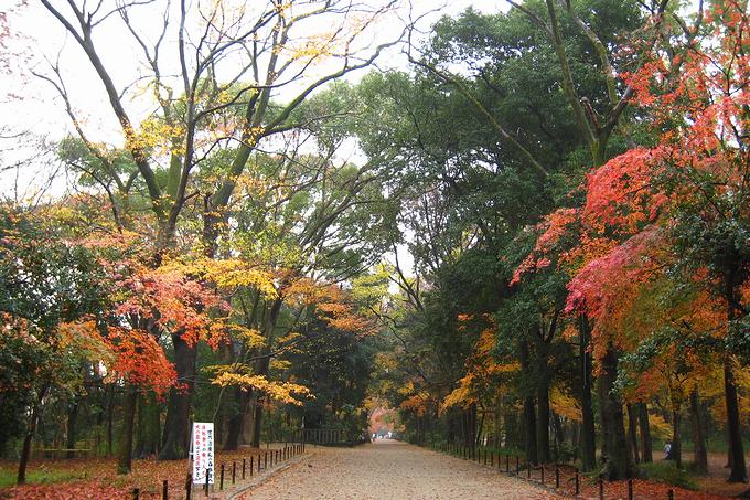 糺の森に広がる紅葉のグラデーション（京都）
