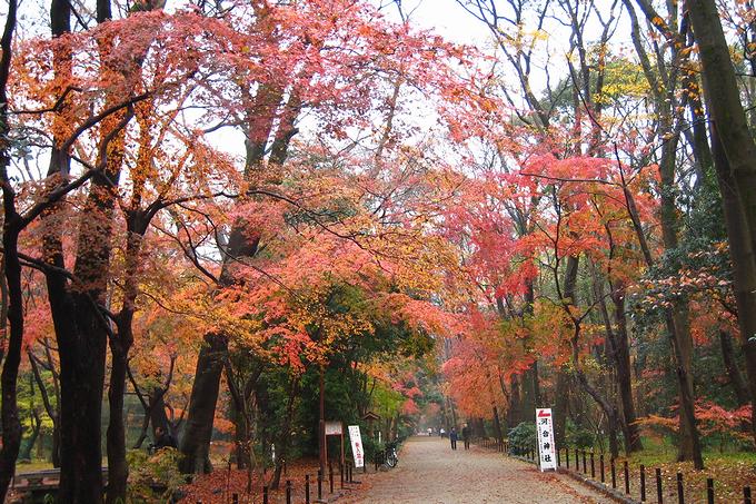 糺の森に広がる紅葉（京都）