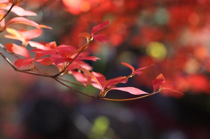 永観堂の紅葉（京都）