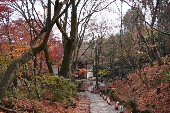 常寂光寺の散策道を覆う紅葉（京都）