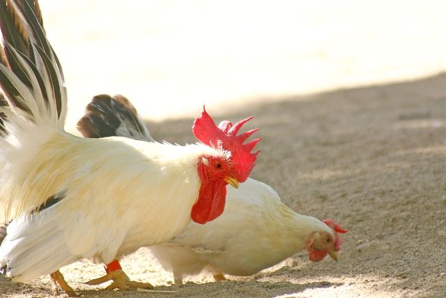 古代中国での1月1日は鶏を占う日（人日の節句）