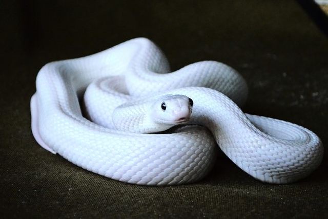 蛇は弁財天の遣い・化身で、特に白蛇は幸福招来・金運財運を高める