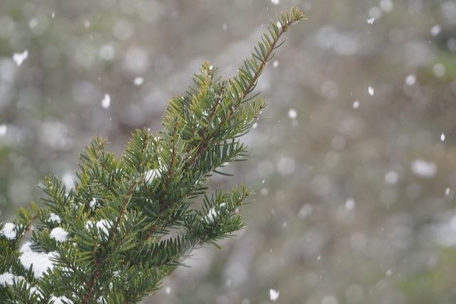 立冬は冬の始まり、木枯らしが吹き初雪が降る頃
