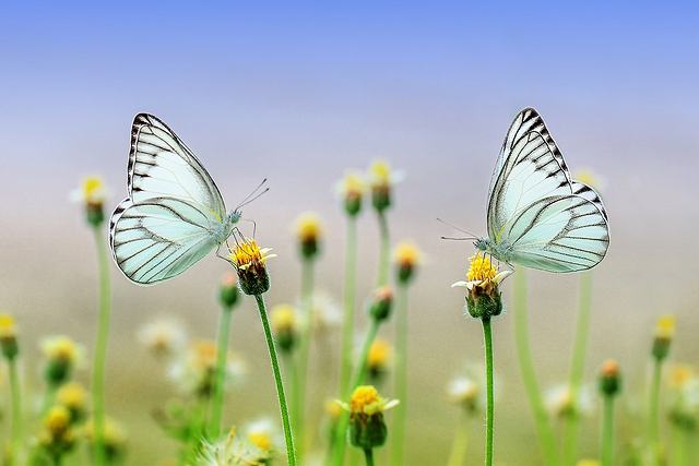 菜虫化蝶は、青虫が美しい蝶へと姿を変える頃