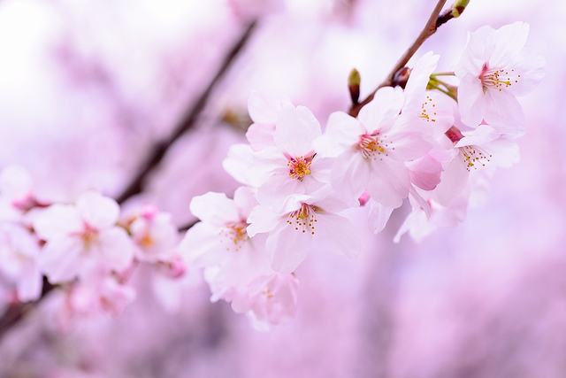 桜始開は、桜の花が咲き始める頃で春本番