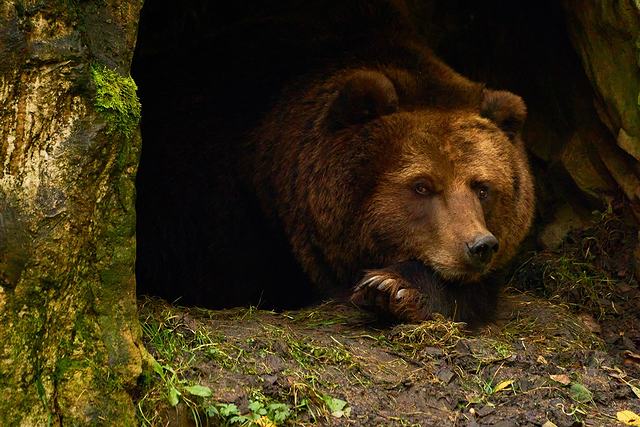 熊蟄穴は、クマが冬ごもりのために巣穴にこもる頃