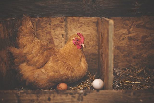 鶏始乳は、ニワトリが卵を産み始める頃
