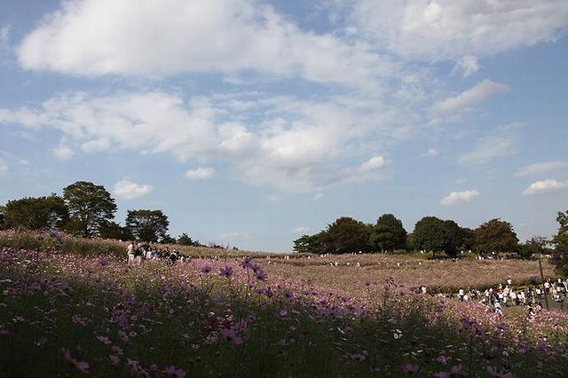 国営昭和記念公園の花の丘