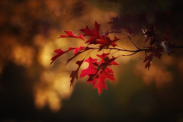 秋といえば紅葉の季節