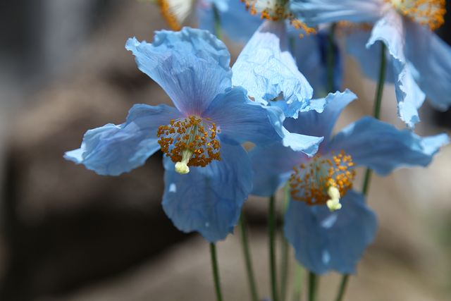 京都府立植物園で見られる希少な青いケシ、ブルーポピーとも呼ばれる
