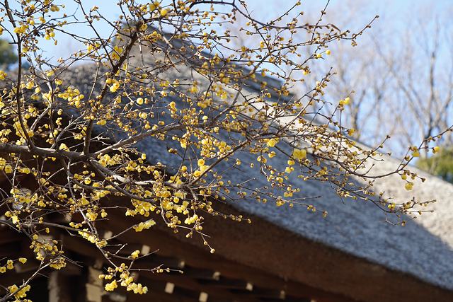 西芳寺の茅葺屋根本堂とロウバイ