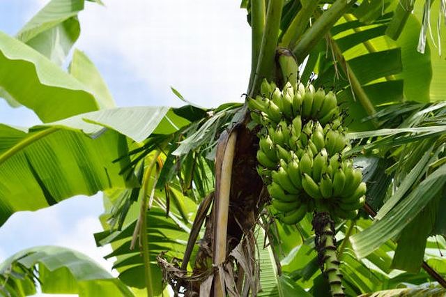 バナナの国別輸入量1位はフィリピン