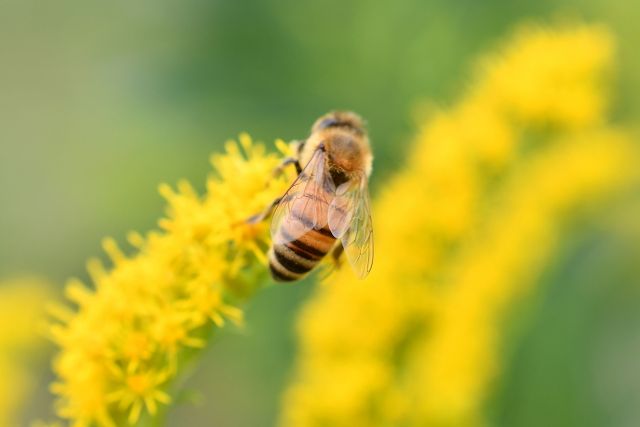 花の蜜を採集するミツバチ