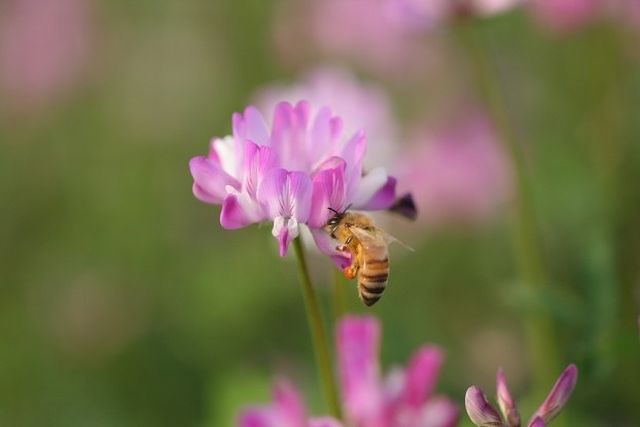 レンゲの花とミツバチ