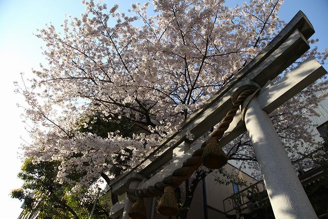 十番稲荷神社の鳥居を覆う桜