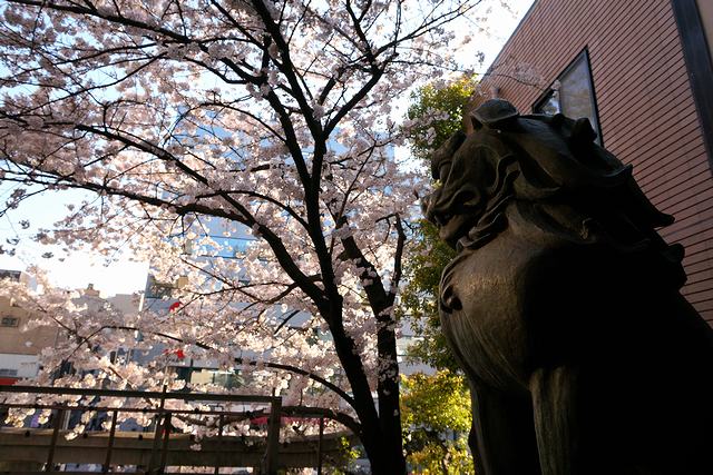 十番稲荷神社で桜を眺めるお稲荷様