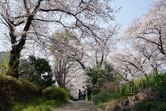 根川緑道の小道を彩る桜並木