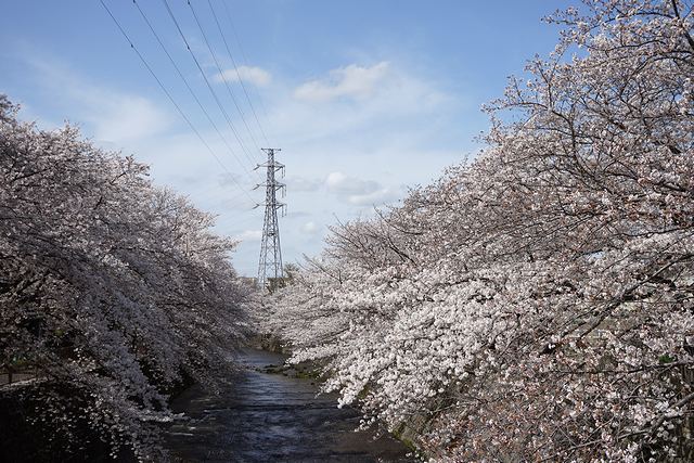 恩田川の名所とされる桜スポット