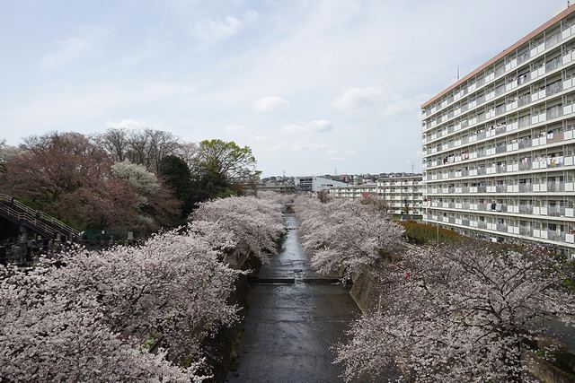 恩田川両岸に続く桜並木