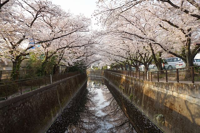 川面にも映る仙川の桜並木