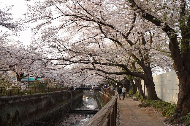 仙川の桜並木