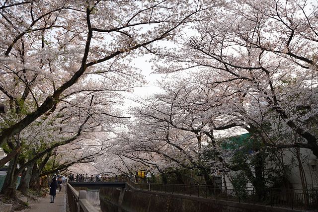 仙川の桜トンネル