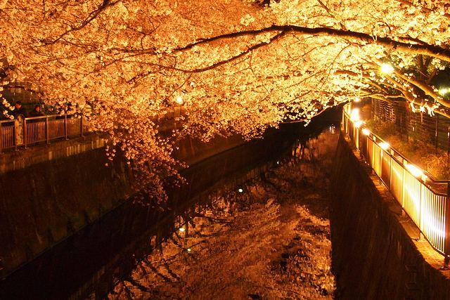 東宝スタジオによるライトアップで仙川の夜桜も
