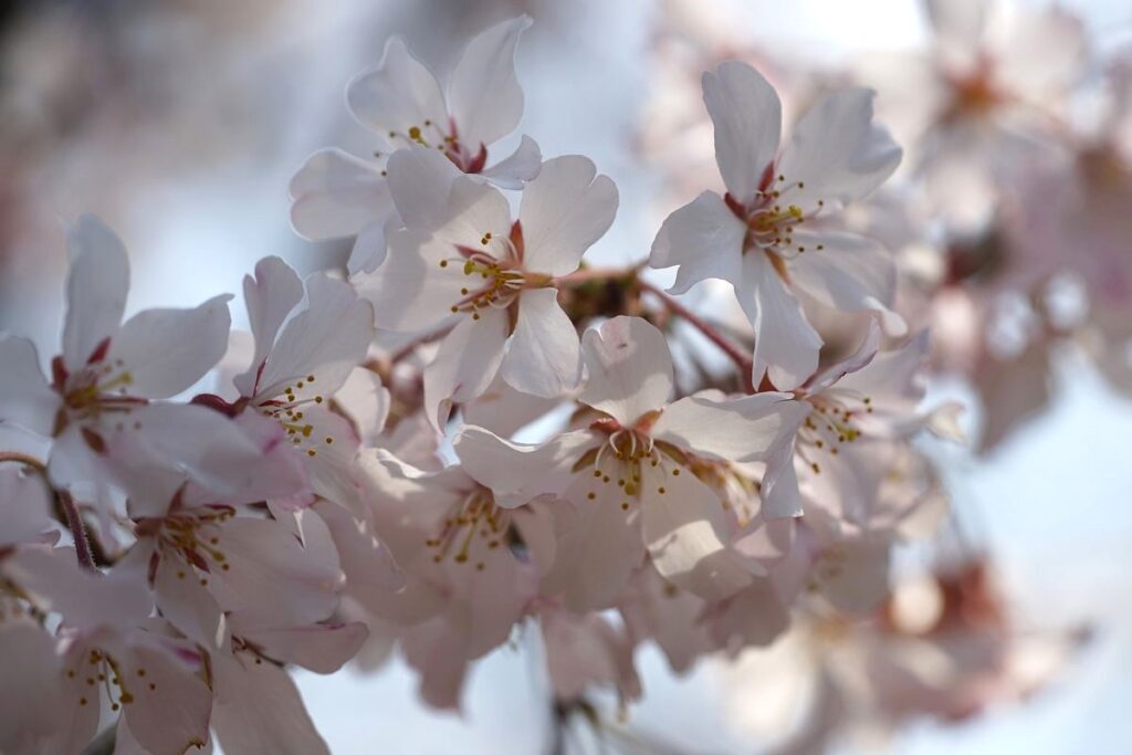 桜舞う季節は大混雑を避けて、知る人ぞ知る東京都内の穴場スポットへ