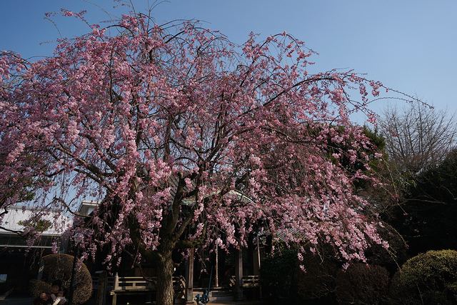 天王寺の八重紅枝垂れ桜