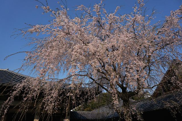 天王寺の枝垂れ桜