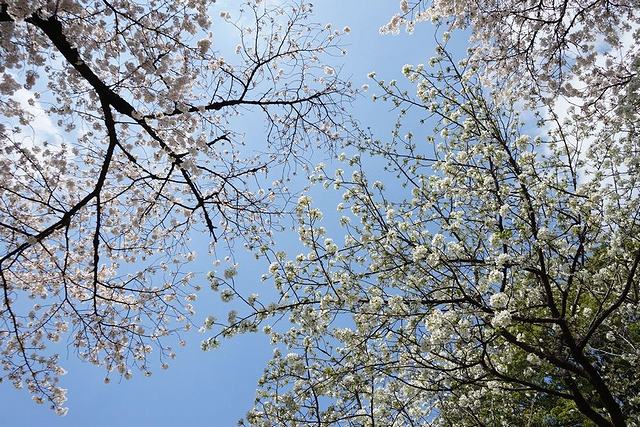 新宿御苑の桜による共演