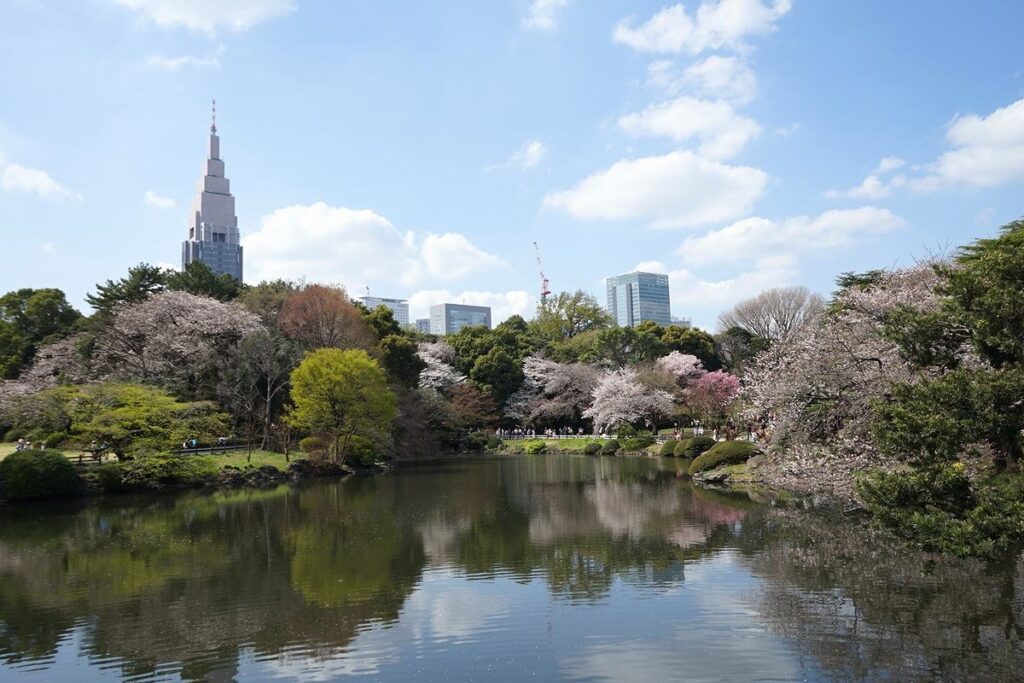 新宿御苑で高層ビルと池を背景にした桜風景が有名