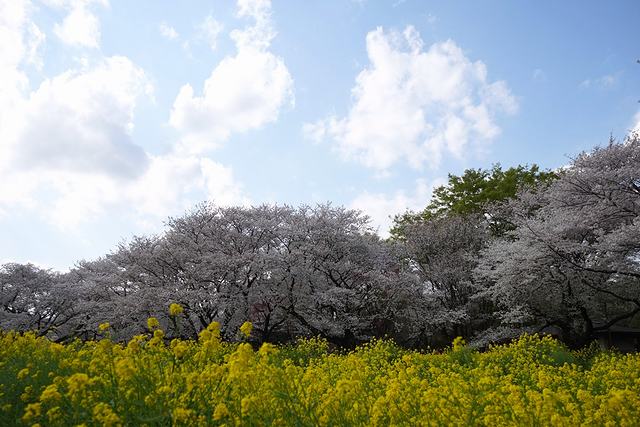 国営昭和記念公園の菜の花と桜の共演