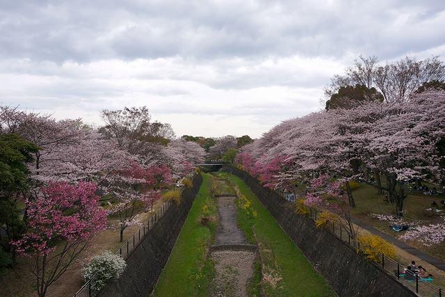 国営昭和記念公園の橋から望む桜並木