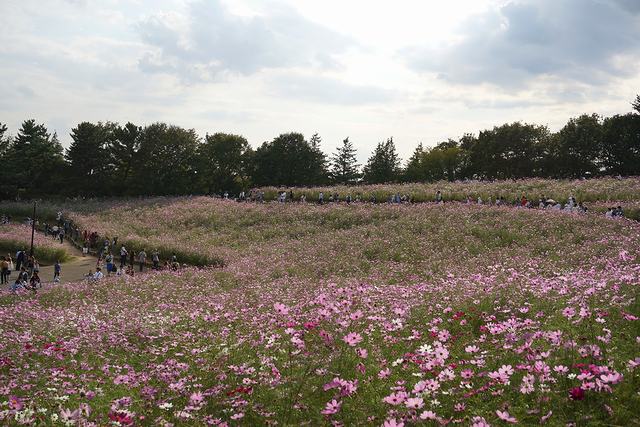 国営昭和記念公園のコスモスが一面に広がる丘