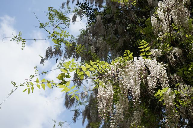 萬葉植物園の白藤