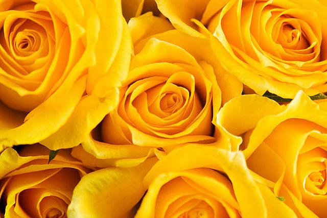 日本における父の日定番の花は黄色のバラ