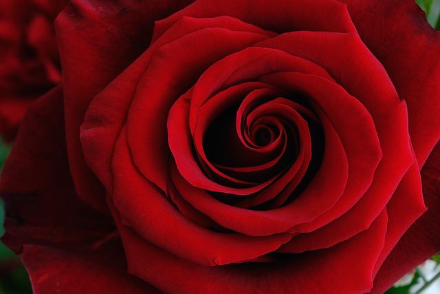 日本では薔薇のプリザーブドフラワーが需要の9割以上を占める