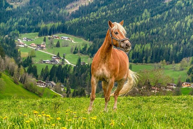 天然セラミドは馬を中心とした動物の脳や脊髄から抽出された成分