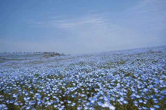 国営ひたち海浜公園のネモフィラが咲く青い丘