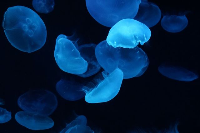 京都水族館の青いミズクラゲ