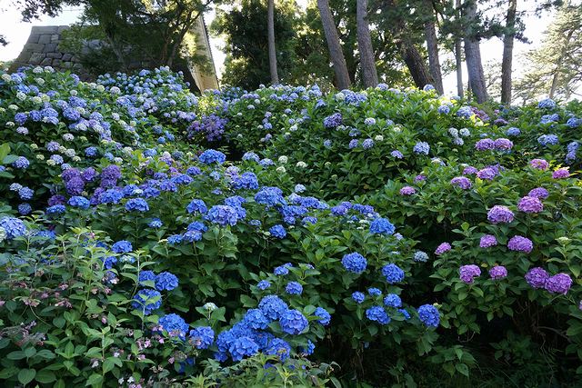 小田原城の石垣は青いアジサイ